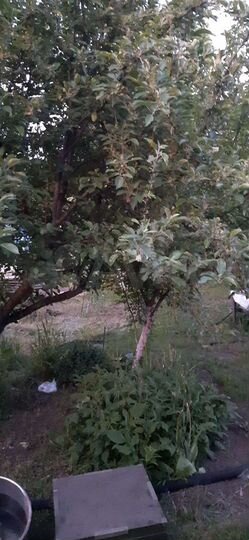 Дом 53 м² на участке 12 сот.