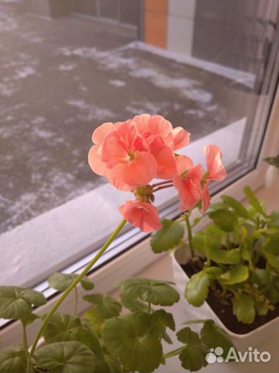 Пеларгония