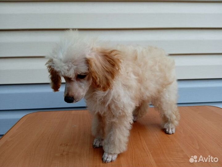 Пудель миниатюра
