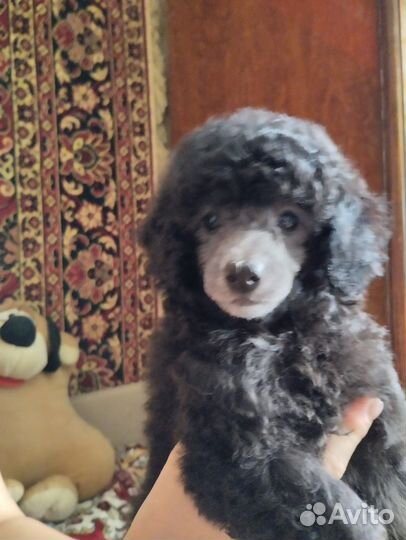 Щенки карликового пуделя