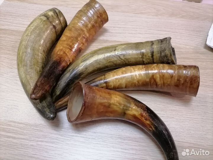 Рога коровы