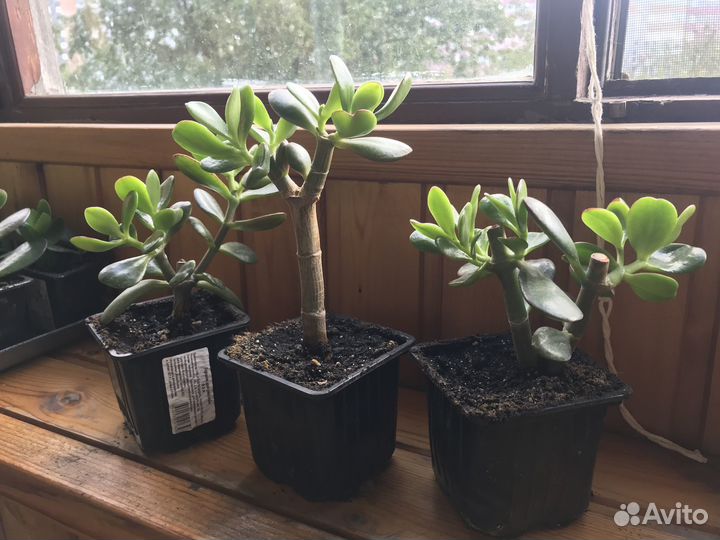 Комнатные цветы- Денежное дерево /Толстянка -1 год