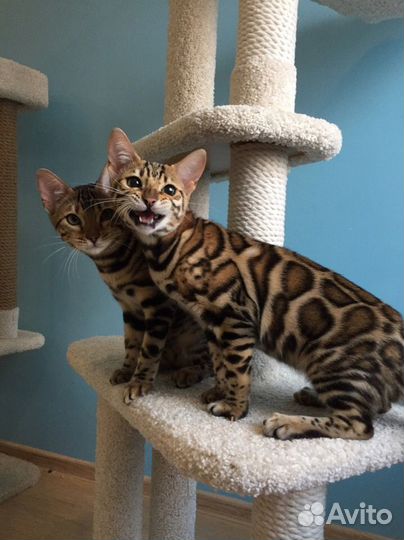 Бенгальские девочки на совладение с правом разв-я