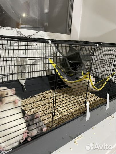 Крысы домашние с клеткой