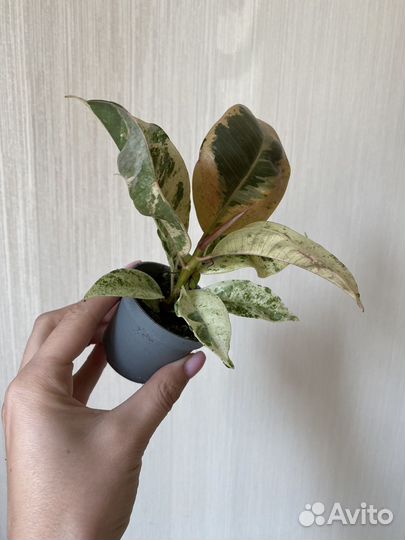 Фикус шривериана