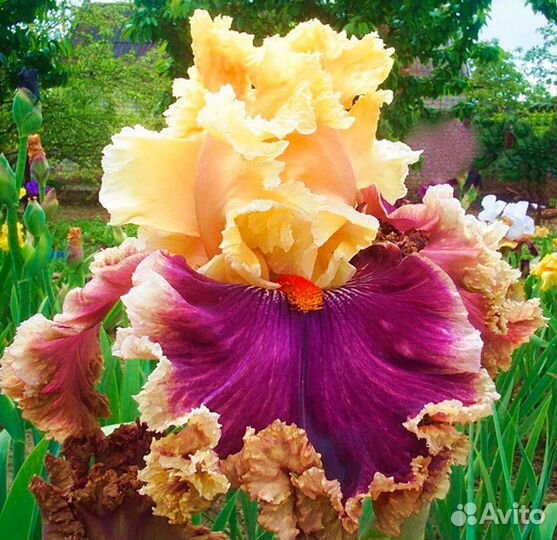 Саженцы ириса