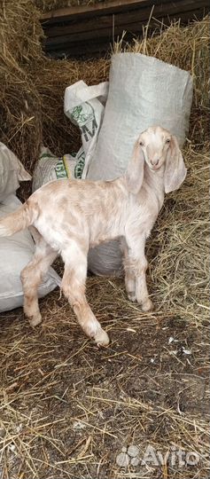 Козлята нубийские