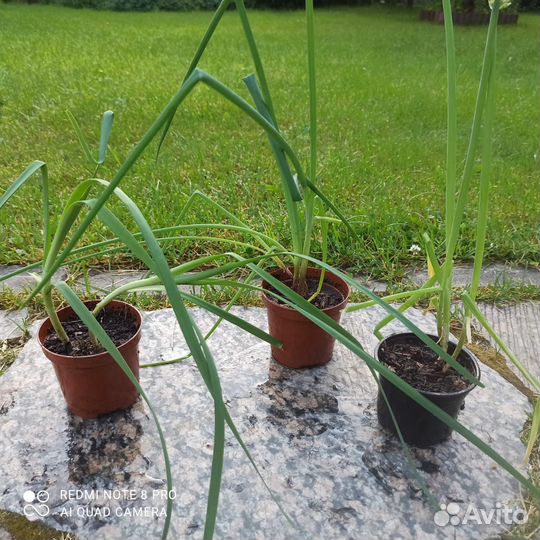 Лианы, смородина, малина, лук, грецкий орех, мята