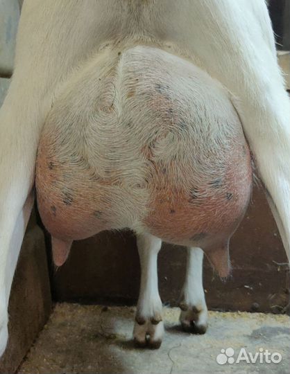 Козочка Ламанча