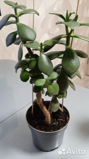 Денежное дерево толстянка