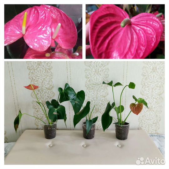 Антуриумы сортовые