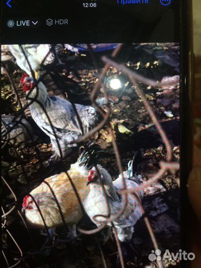 Продаю петухов