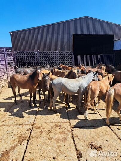 Продаю жеребят