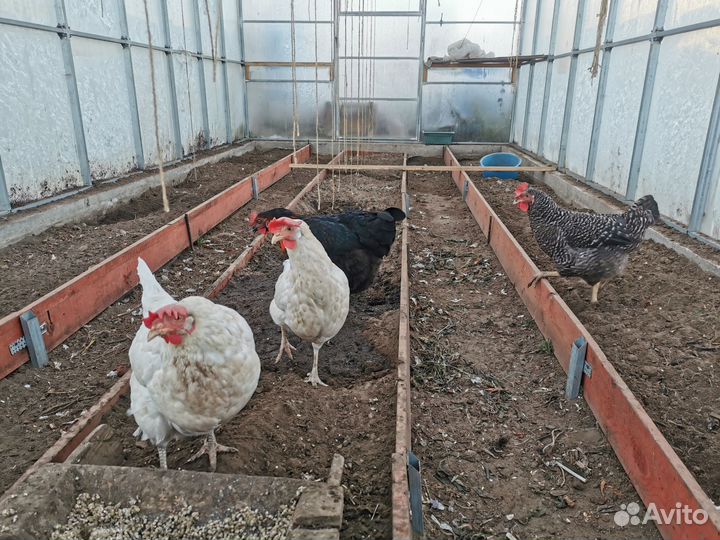 Куры несушки продам