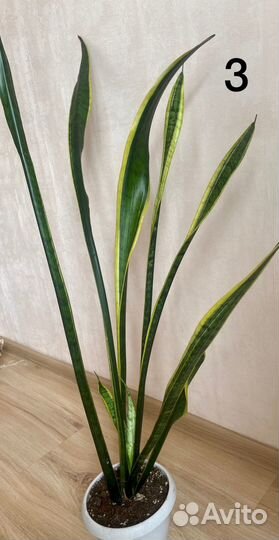Сансевиерия высокая