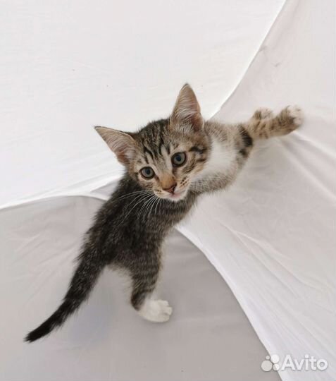 Котенок Шпротинка 2 месяца