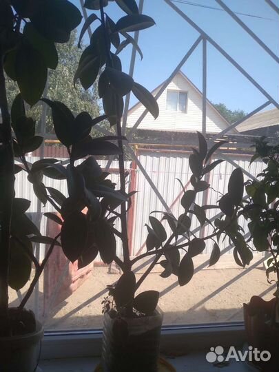 Фикус и мандарин