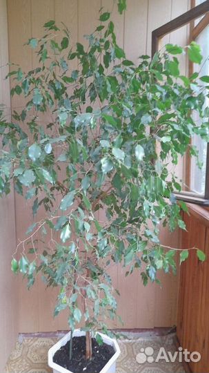 Комнатные растения фикусы