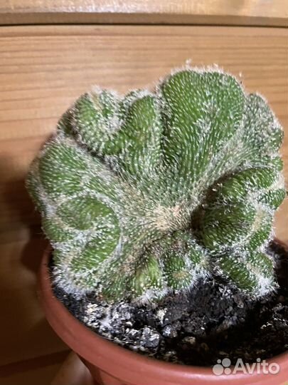 Суккуленты