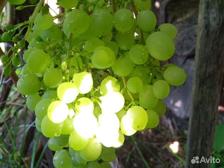 Виноград,сотр Алешинькин