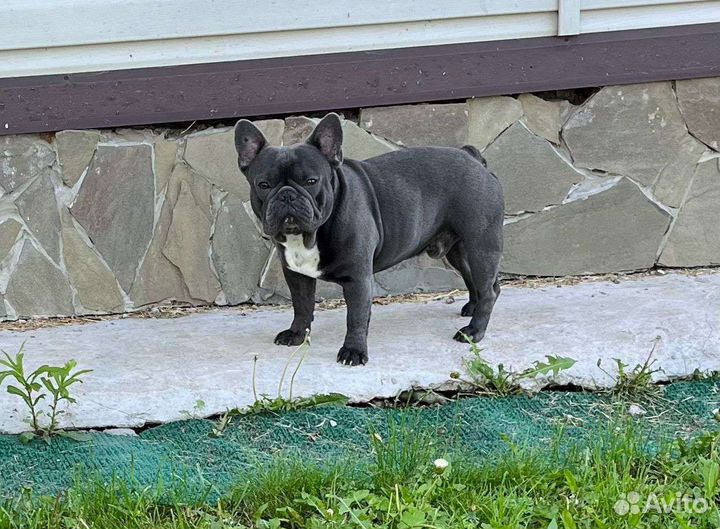 Французский бульдог голубой