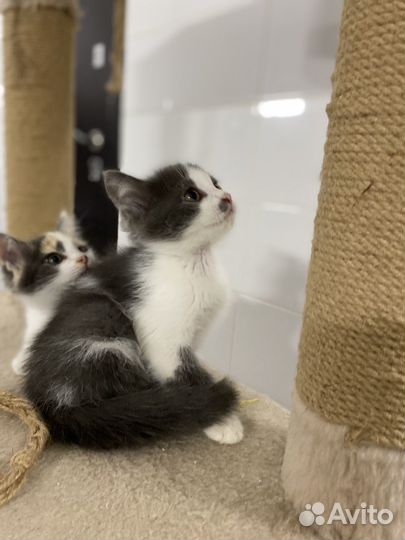 Мальчик ищет дом