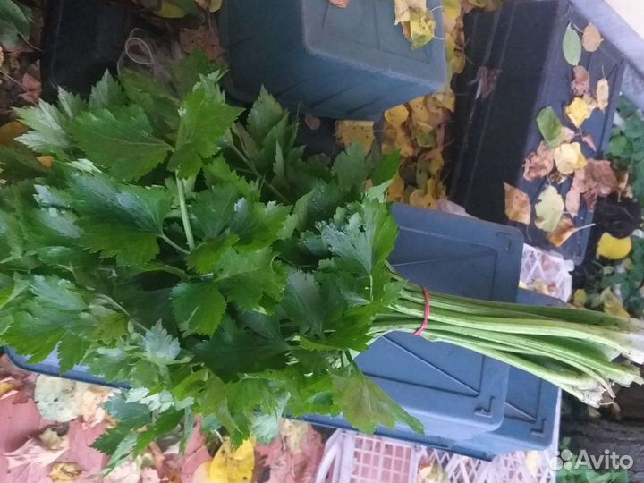 Сельдерей листовой