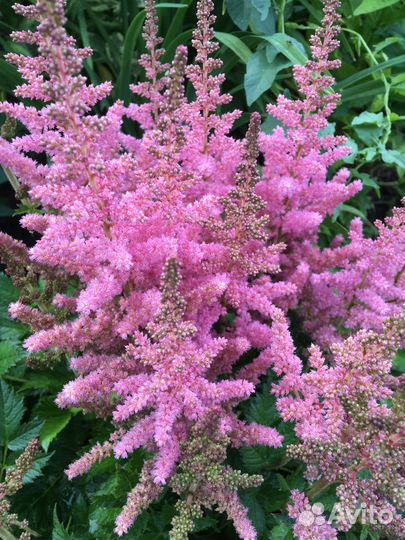 Многолетние растения для вашего сада