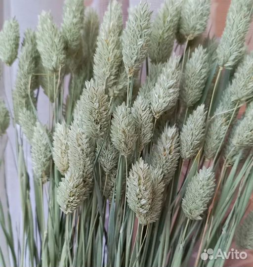 Фаларис семена