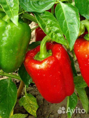 Перец красный сортовой