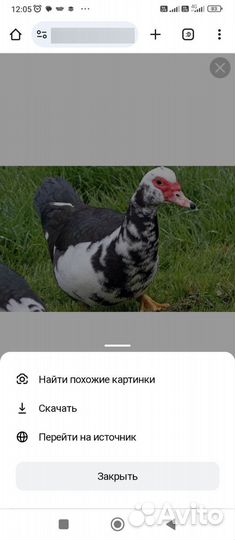 Домашняя птица индоутки