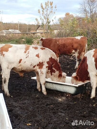 Молодняк крс