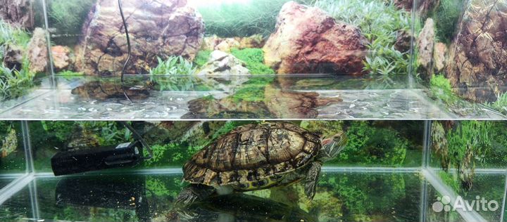 Красноухая черепаха