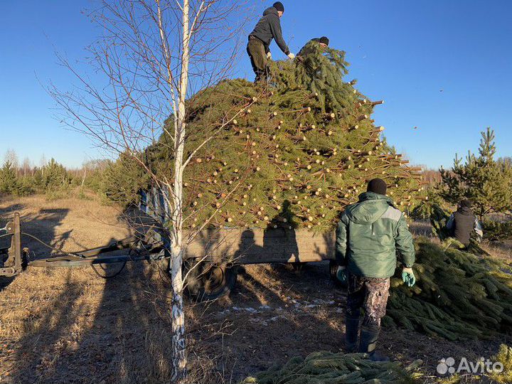 Сосна Новогодняя