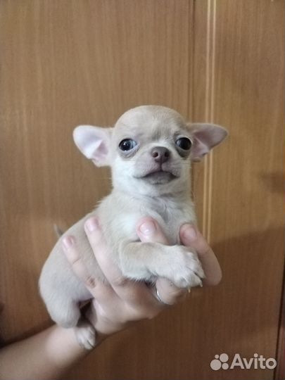 Щенки чихуахуа мини гладкошерстные