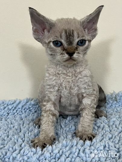 Девон-рекс голубоглазые котята