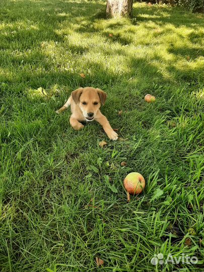 Собака, щенок