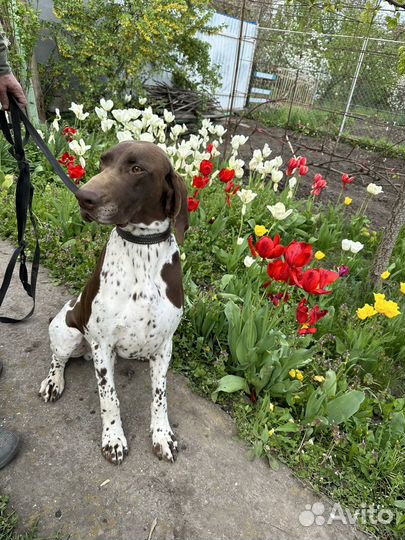 Кобель курцхаар вязка