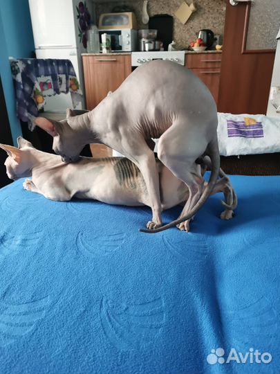 Канадский сфинкс вязка