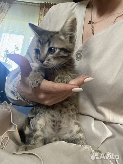 Котята в добрые руки бесплатно