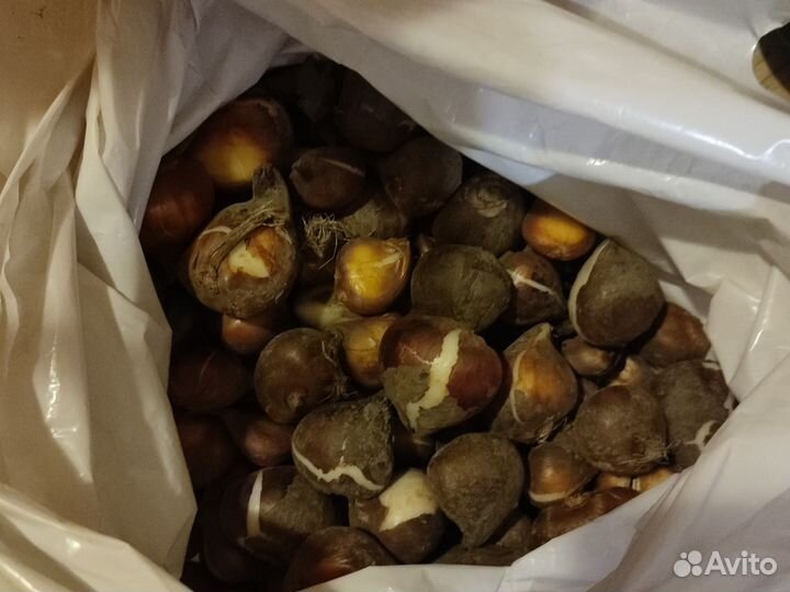 Луковицы сортовых тюльпанов,большие