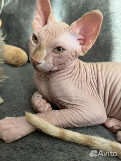 Сфинкс 3 месяца