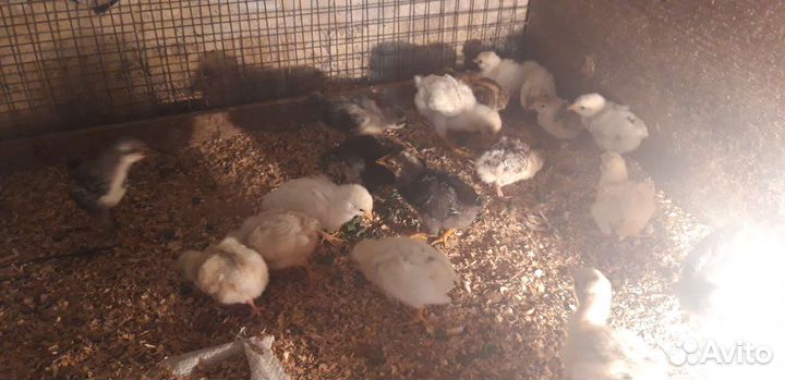 Индюшата, цыплята