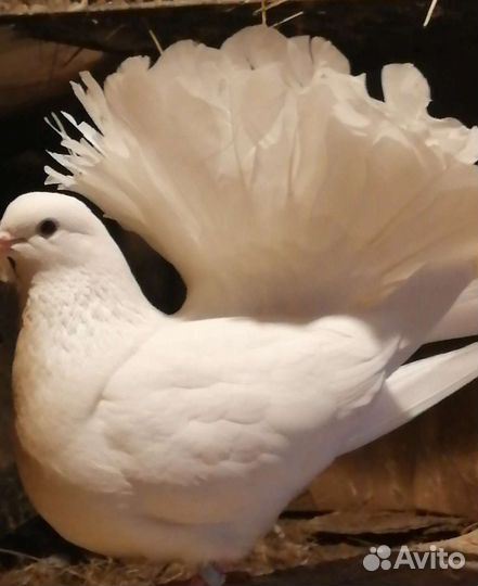 Голуби павлины