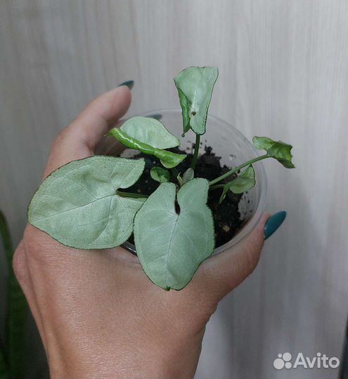 Сингониумы