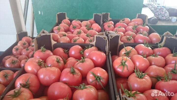 Помидоры оптом