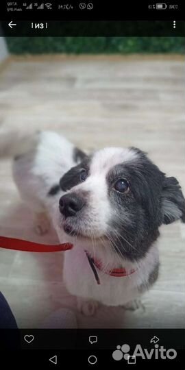 Маленькая собака в добрые руки