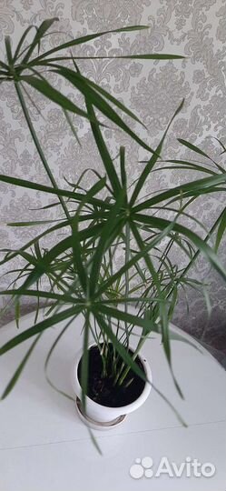 Циперус папирус