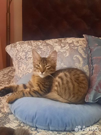 Капитошка ищет дом