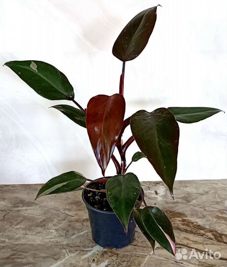 Филодендроны Комнатные растения Цветы